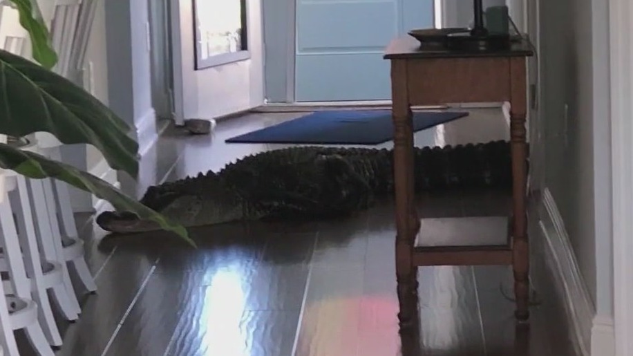 Alligator wanders into Florida home